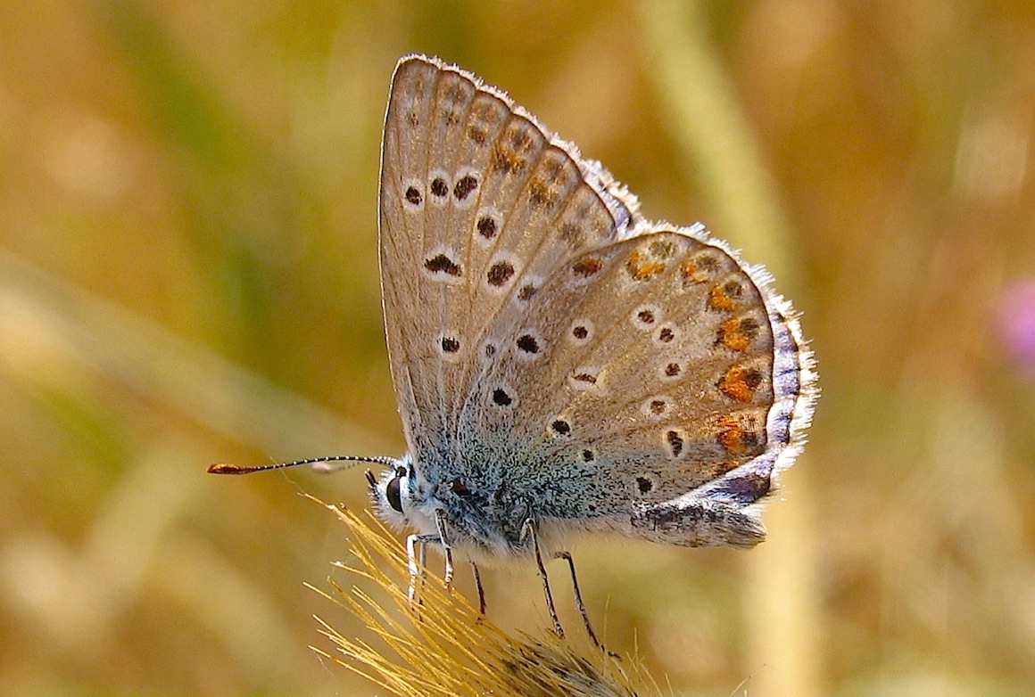 Informazioni e note su Polyommatus icarus / celina